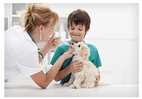 Chirurgie Animal